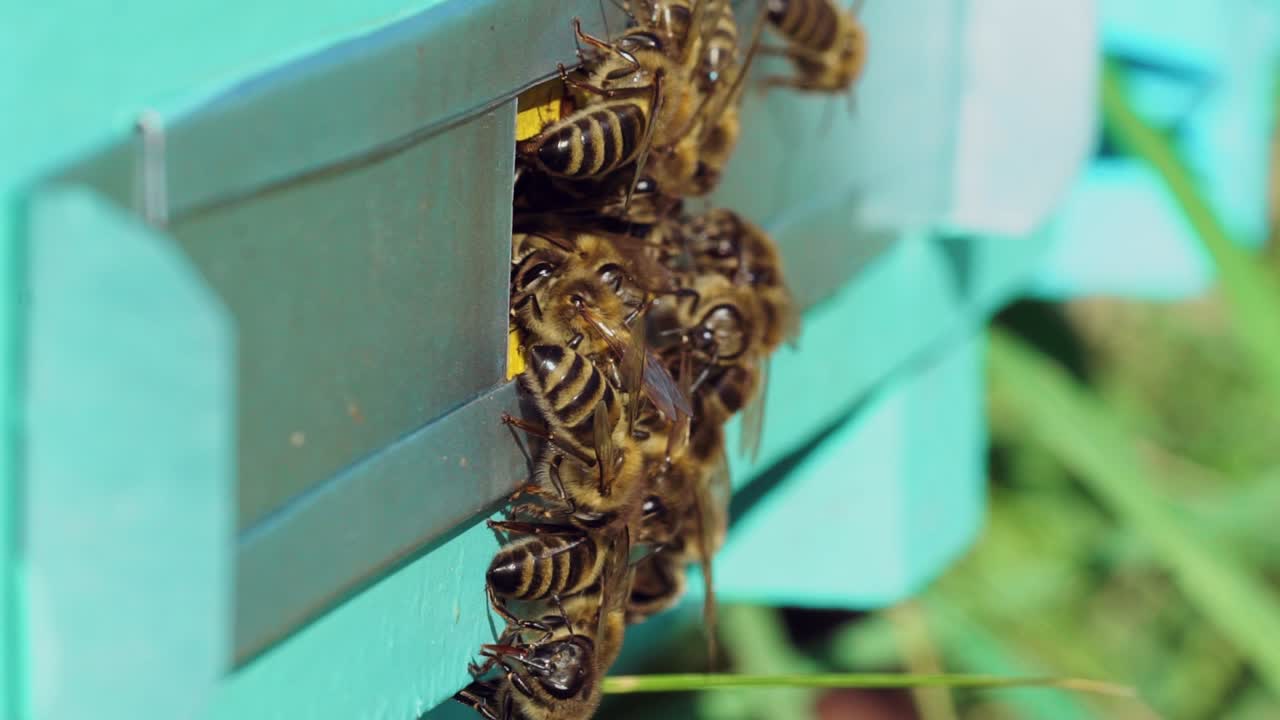Slow motion of honey bees flying around beehive. An apiary in the summer.