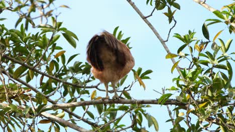 Buffy-Fish-Owl,-Ketupa-ketupu-a-fledgling-seen-from-its-back-shaking-its-feathers-while-perched-on-a-branch-in-Khao-Yai-National-Park,-Thailand