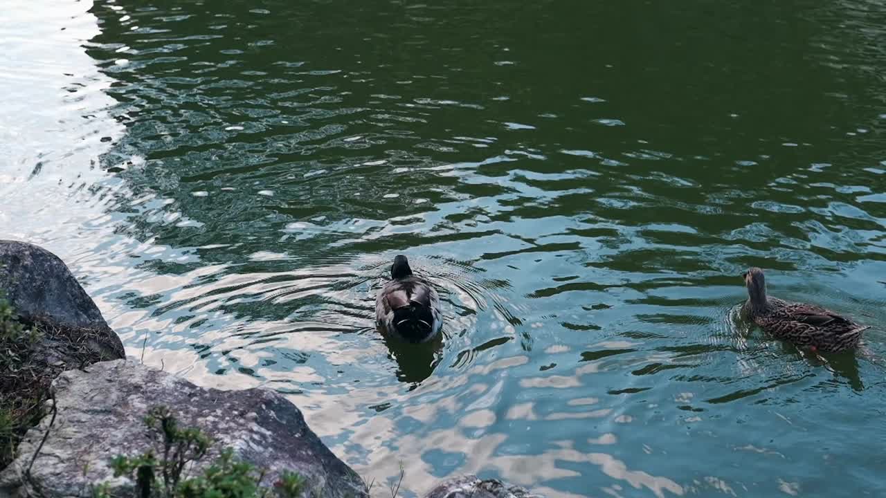 1080p | slow motion of ducks swimming at Pond