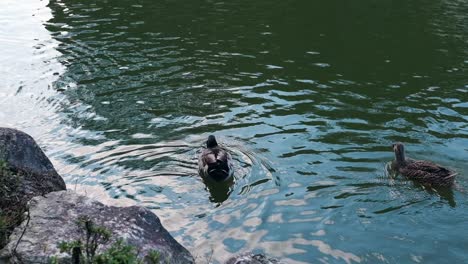 1080p | slow motion of ducks swimming at pond