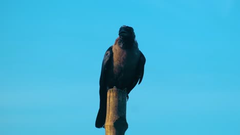 bruine nek raven gezeten op bamboe hout tegen zonnige blauwe lucht