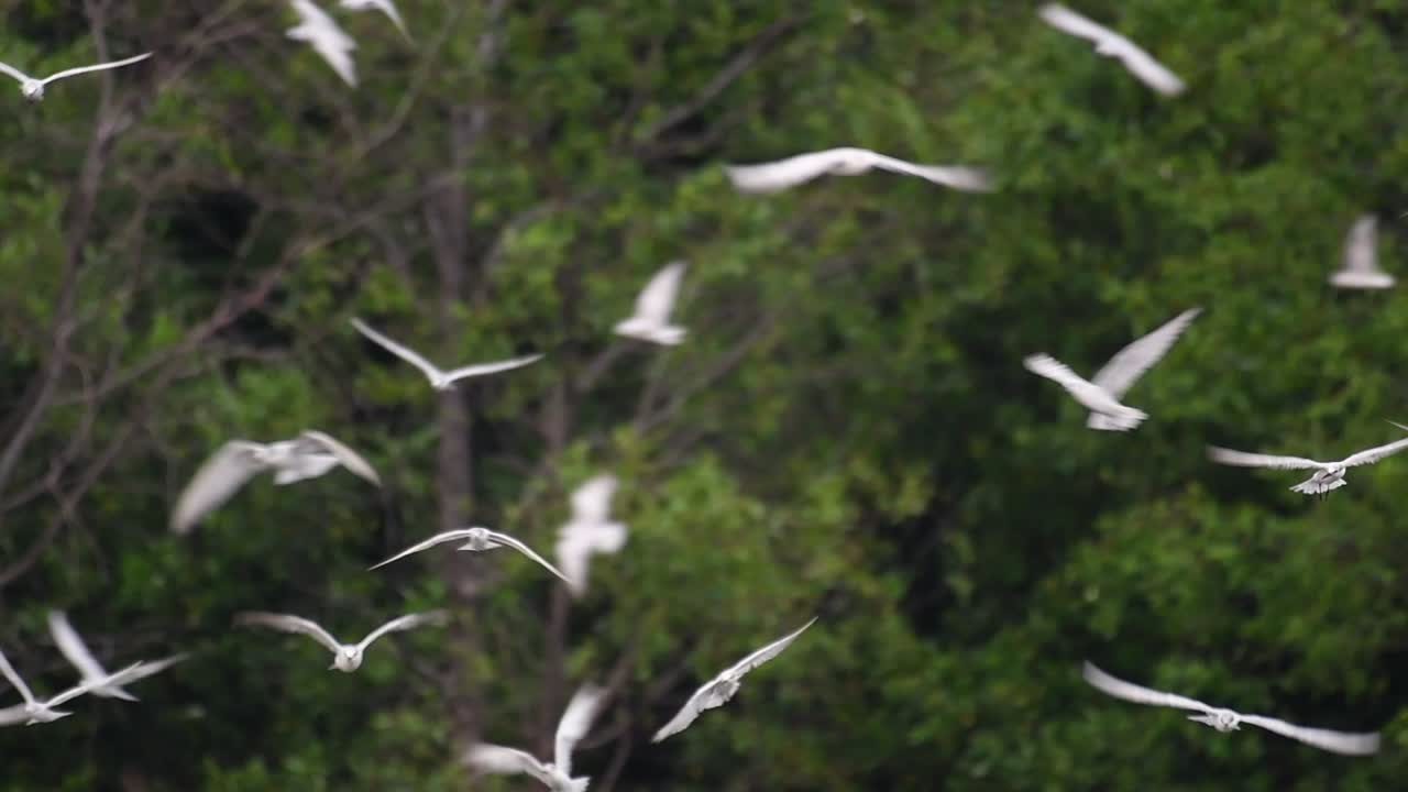 제비갈매기는 전 세계 바다, 강 및 기타 더 넓은 수역에서 볼 수 있는 바닷새입니다.