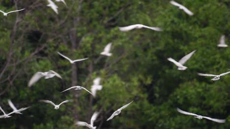 los charranes son aves marinas que se pueden encontrar en todo el mundo en el mar, ríos y otros cuerpos de agua más amplios