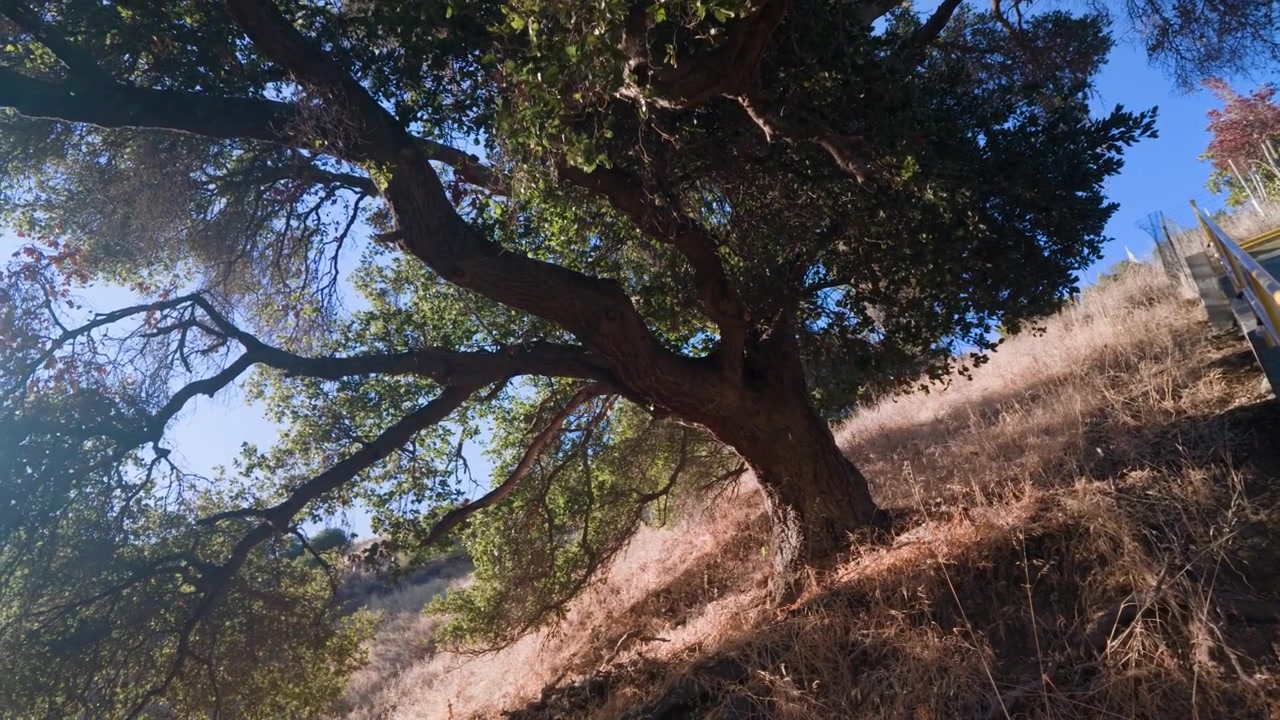 Movimento fluido della telecamera in avanti che si avvicina a un albero maestoso accanto a un'area naturale per escursioni sul Monte Drago in California.