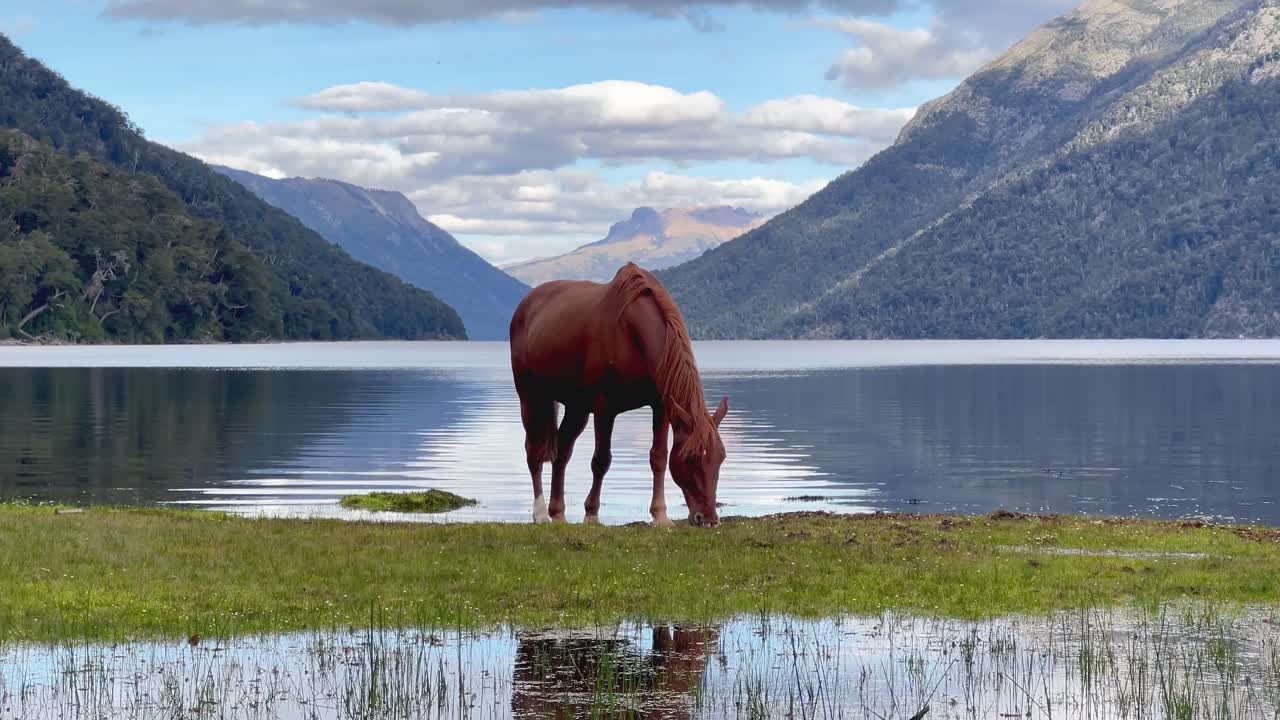 A horse grazing near a tranquil lake surrounded by Patagonia's stunning mountains