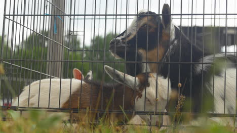 mother goat and her sweet baby are cuddled up together in a medium sized cage