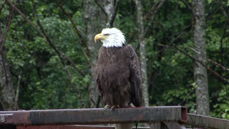 Erwachsener-Weißkopfseeadler-Sitzt-Auf-Dem-Balken-Einer-Brücke