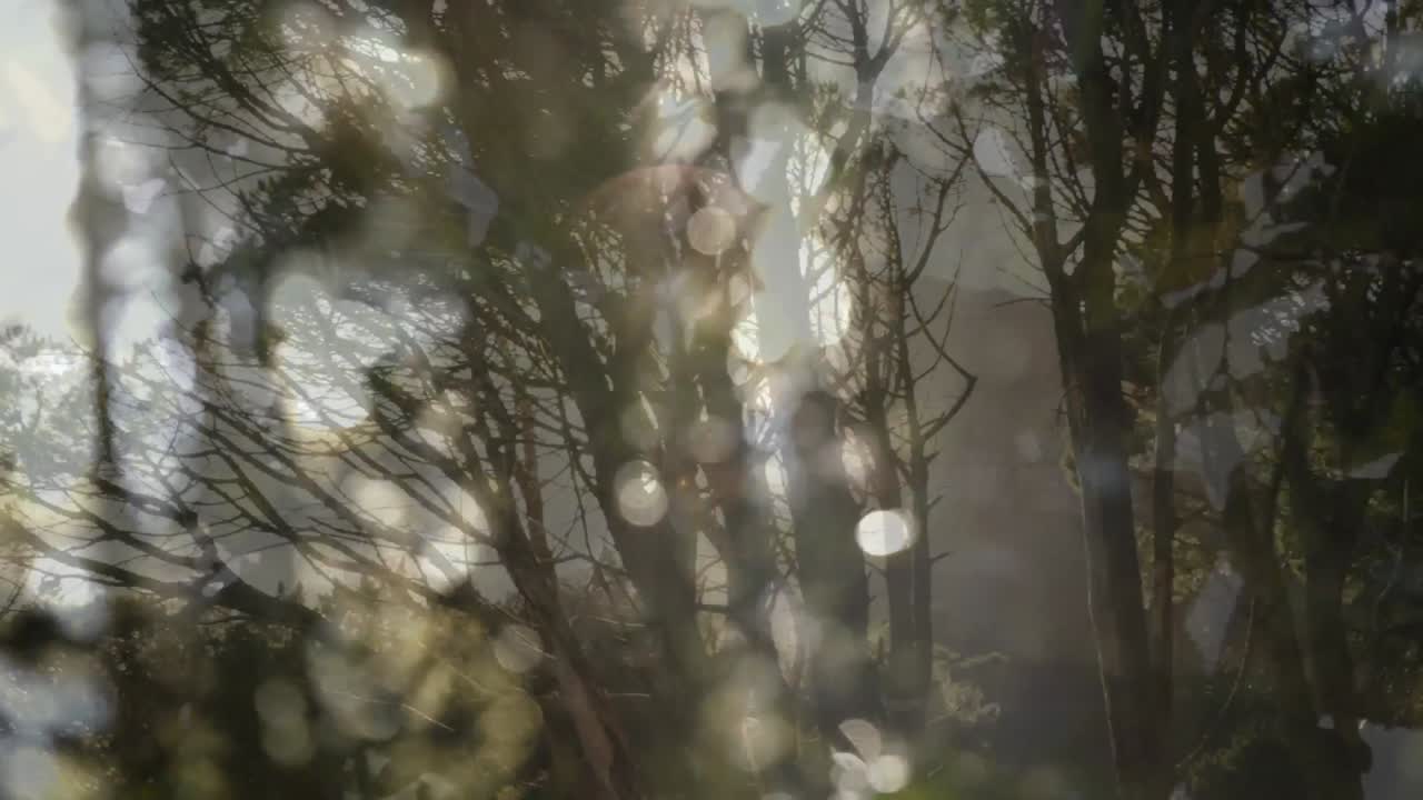 숲과 잎 위의 보케의 애니메이션