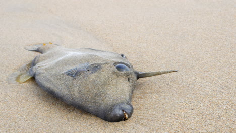 dead leatherjacket fish washed up on an australian ocean sandy beach