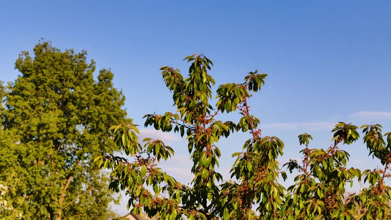 Toma panorámica de un jardín de cerezos creciendo sobre el horizonte diurno.
