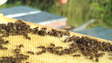 Beekeeper holding a honeycomb full of bees. Working bees on honeycomb. Apiary concept