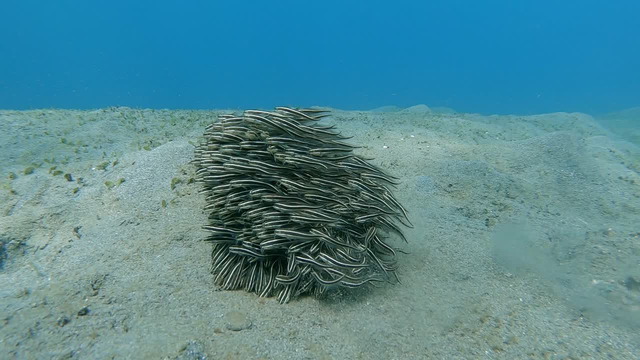 모래 바닥에서 헤엄치고 먹이를 먹고 있는 작고 빡빡한 뱀장어 무리