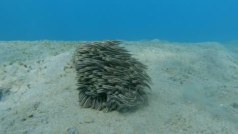 a small tight group of eels swimming and feeding over a sandy bottom