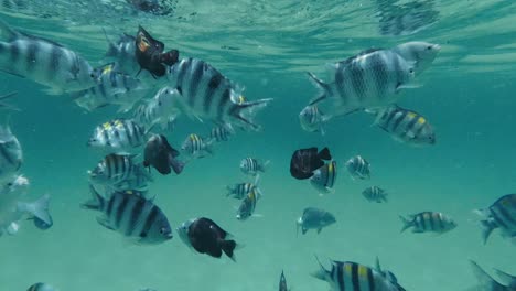 zanzibar's water full of fish of multiple species