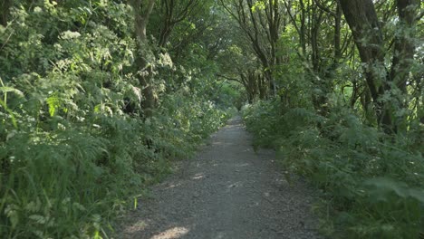 Camino-Del-Bosque-Inglés-Con-Luz-Moteada-Cámara-Lenta-De-ángulo-Bajo-En-Thornton-Cleveleys,-Wyre,-Lancashire,-Reino-Unido