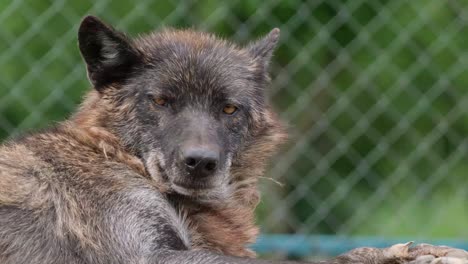 black wolf profile closeup
