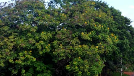 aerial of some beautiful trees in paraguay