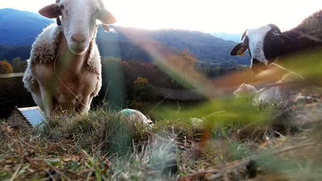 in the grass shot of sheep looking at camera