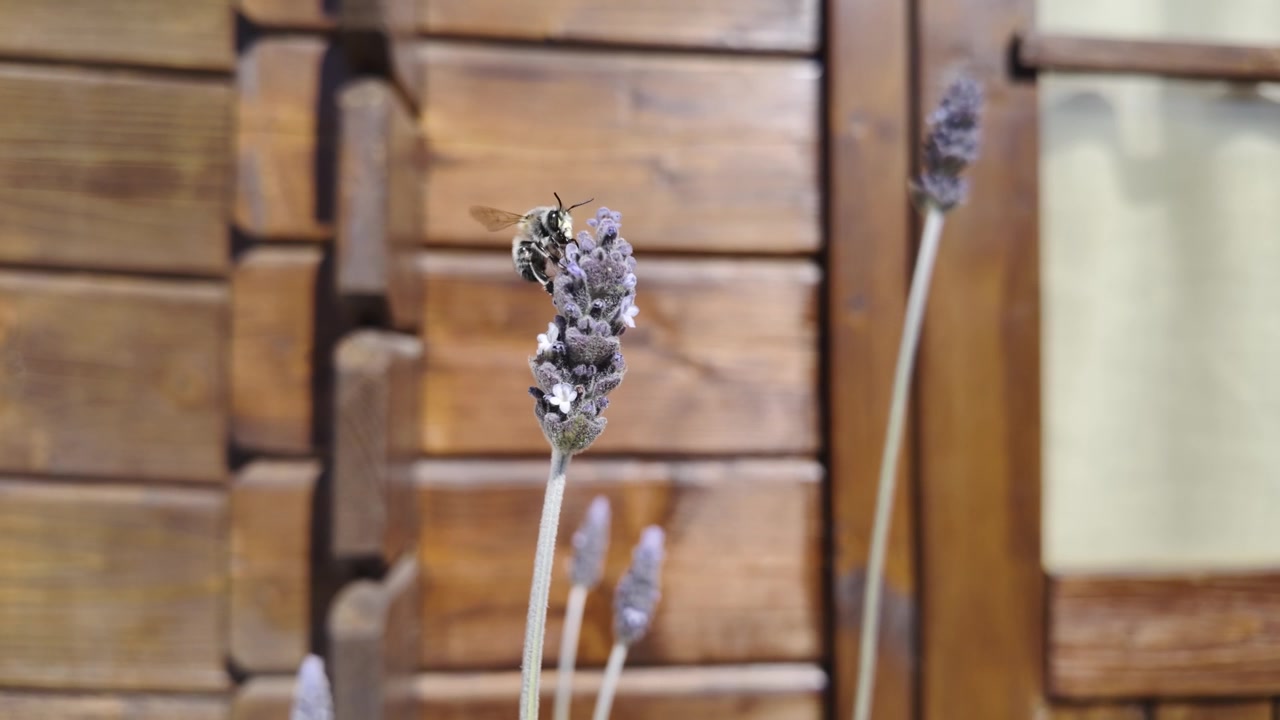 Une abeille butinant du nectar et pollinisant une fleur de lavande violette éclatante, volant autour de la fleur par une journée ensoleillée avec un magnifique fond en bois dans un environnement de jardin naturel.