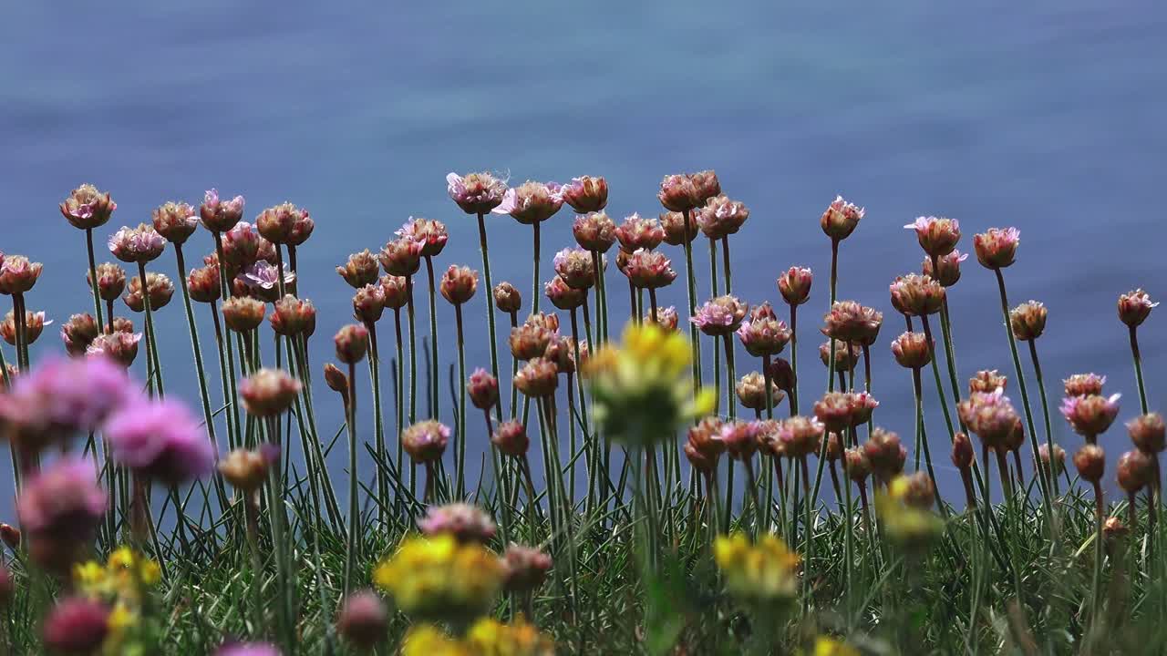 Spring cliff flowers and colours Copper Coast Waterford Ireland in summer
