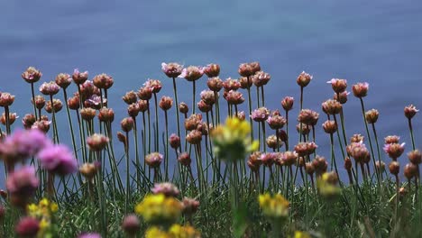 spring cliff flowers and colours copper coast waterford ireland in summer