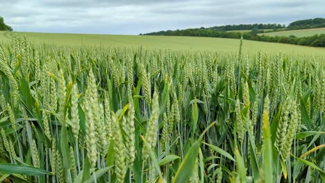 agricultural farmland field of wheat crops growing in rural countryside of england uk