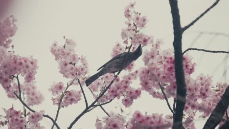 perching brown-eared bulbul bird in blooming sakura flowers in ueno park in tokyo, japan