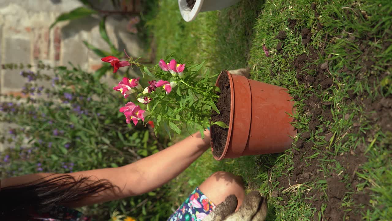 Plano vertical de jardineira plantando boca-de-leão comum em vaso.