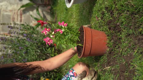 Vertikale-Aufnahme-Einer-Gärtnerin,-Die-Eine-Löwenmäulchen-Pflanze-In-Einen-Blumentopf-Pflanzt