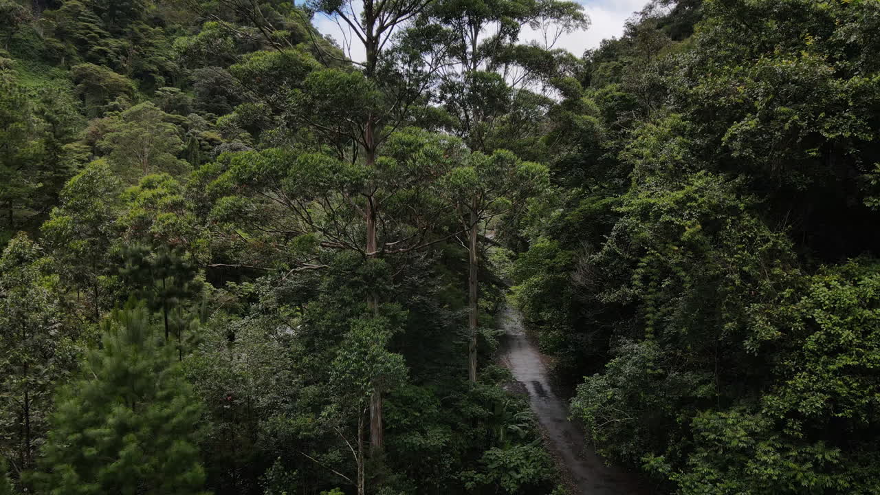 vista aérea volando entre los árboles en la selva de boquete, panamá