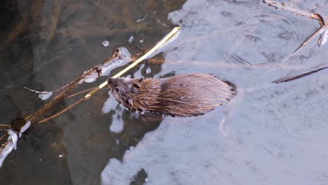 close up of muskrat semiaquatic rodent in the wild, swimming in the surface of boise river in idaho, usa