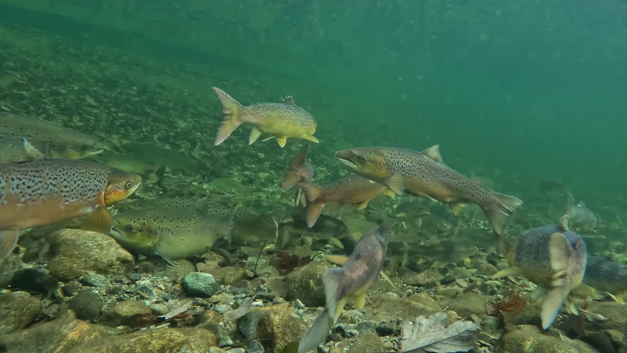 School of wild trout, Atlantic Salmon swiming in shallow pool of Norway river