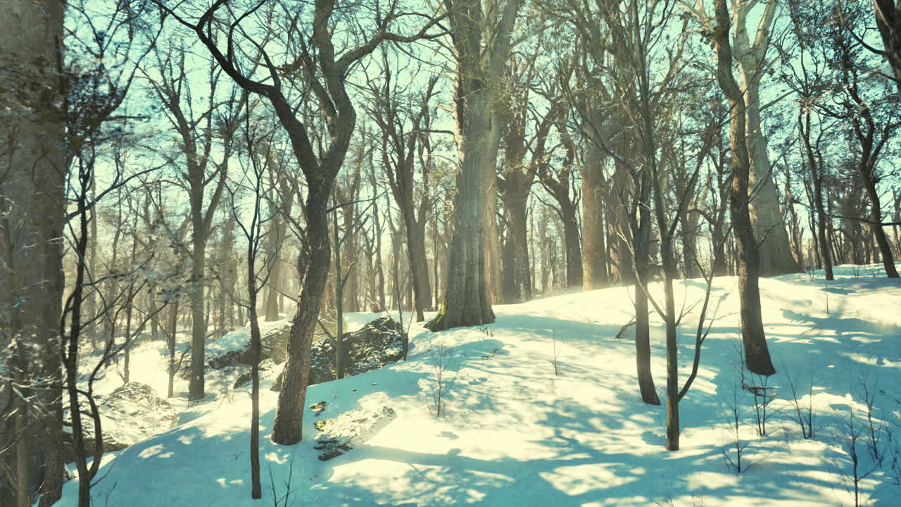 소나무 숲의 겨울 풍경 태양은 나무를 통해 빛납니다