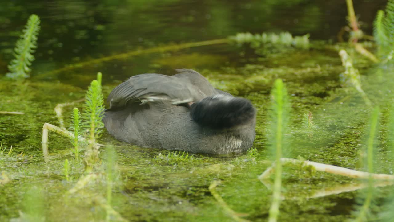 cerca de un juvenil de coot común arreglando sus alas mientras está en el agua