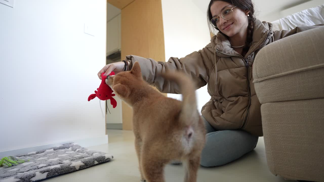 시바 inu 강아지 집에서 백인 여자와 놀고
