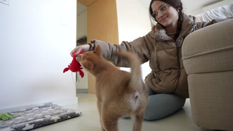 Shiva-Inu-Welpe,-Der-Zu-Hause-Mit-Kaukasischem-Mädchen-Spielt