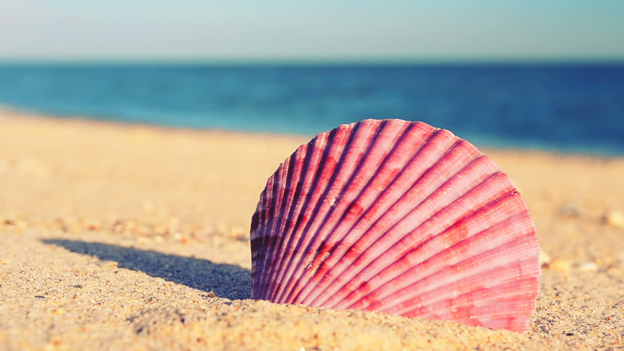 Shells on the beach. Shooting on the beach