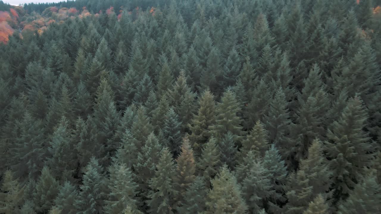 Cinematic drone pass over colourful fall treetops in the Forest of Dean capturing autumnal tones of coniferous woodland textures