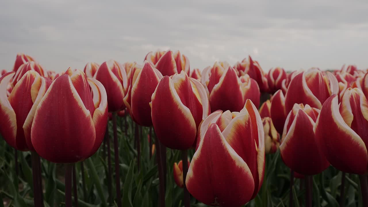 Tulips Color palette of red, orange and white colored tulips viewed from the side, close up