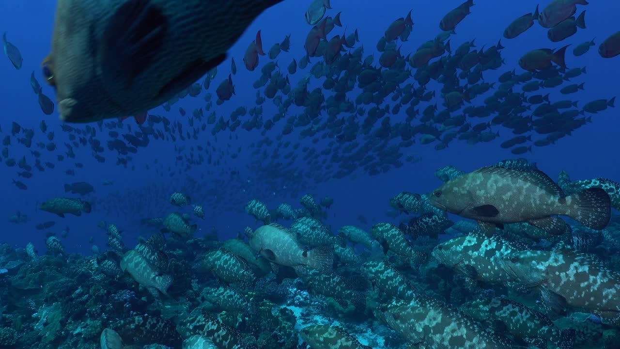 A big shoal and groupers and soldierfishes swimming together underwater in Fakarava in French Polynesia