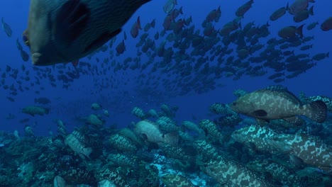 Ein-Großer-Schwarm-Und-Zackenbarsche-Und-Soldatenfische-Schwimmen-Zusammen-Unter-Wasser-In-Fakarava-In-Französisch-Polynesien