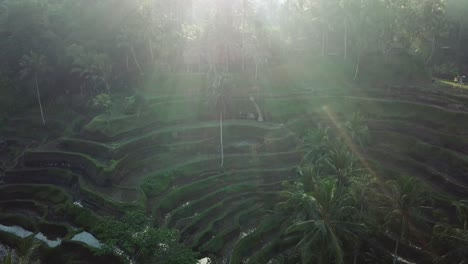 panning down drone shot flying over the tegalalang rice terraces in bali, indonesia