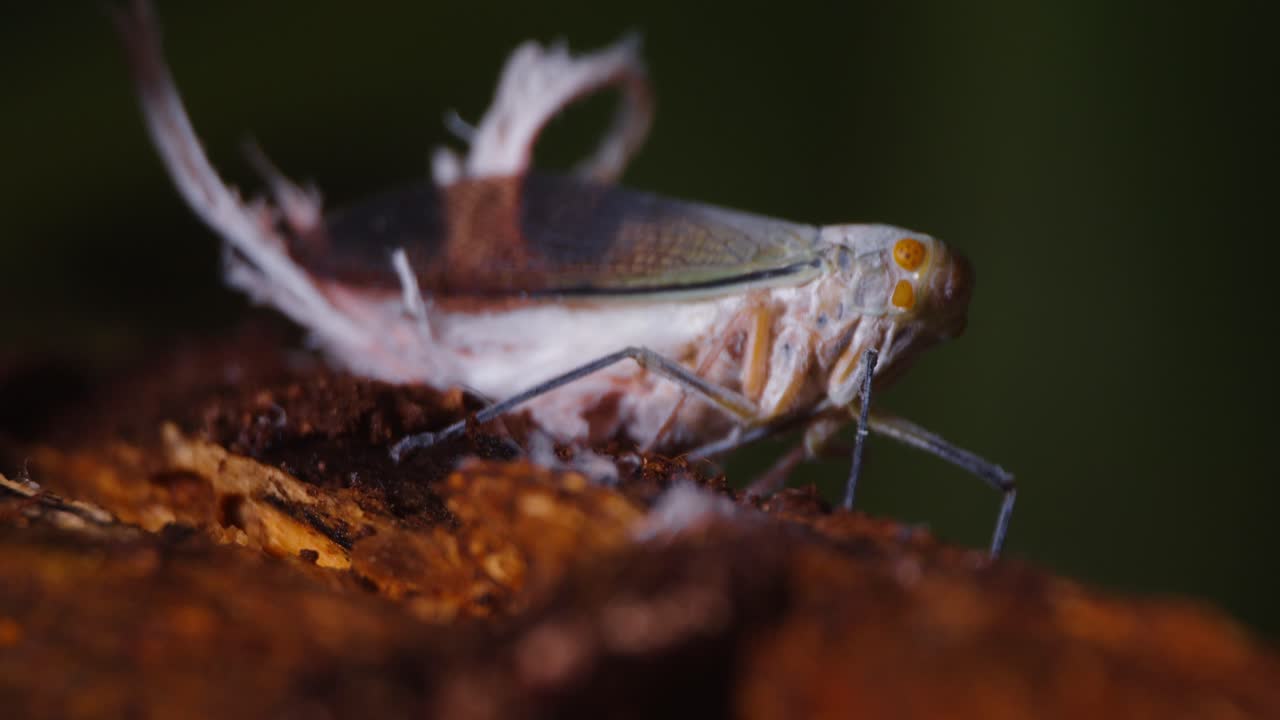 A wax tailed leafhopper seen in detail when it sits quietly on a plant