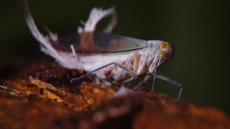 A-wax-tailed-leafhopper-seen-in-detail-when-it-sits-quietly-on-a-plant