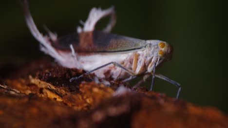 un saltamontes de cola de cera visto en detalle cuando se sienta tranquilamente en una planta