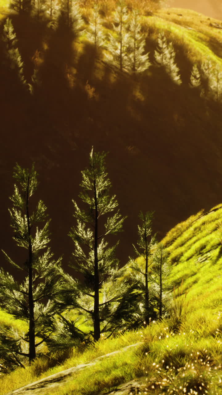 hermoso paisaje con pinos y luz del sol de la hora dorada