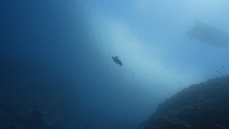 sea turtle swimming in the blue crystal clear water of the pacific ocean, around the island of tahiti in french polynesia