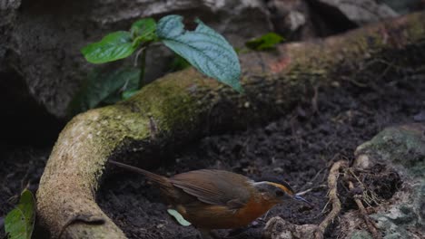 javan black-capped babbler bird eating on insect