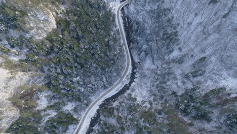 snowy mountain with pine forest