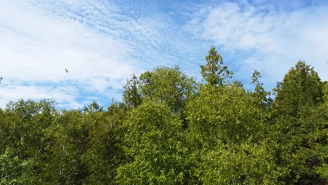 Wild-Birds-Over-Forest-Trees-At-Georgian-Bay,-Ontario,-Canada